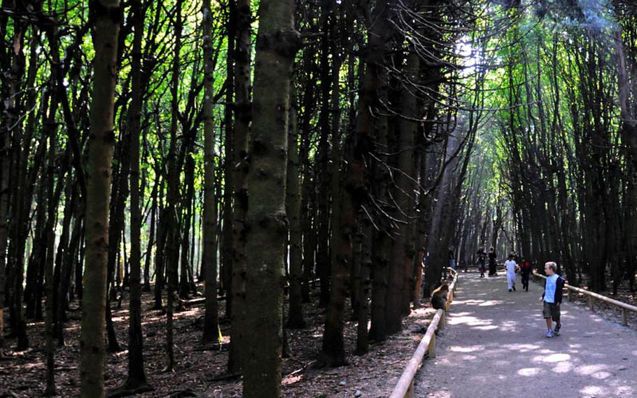 Thomas Barse, 8, walks through the forest of Affenberg Salem, Germany, where more than 200 Barbary macaques live in a protected enclosure.  In the enclosure visitors can feed the monkeys popcorn right from their hands.