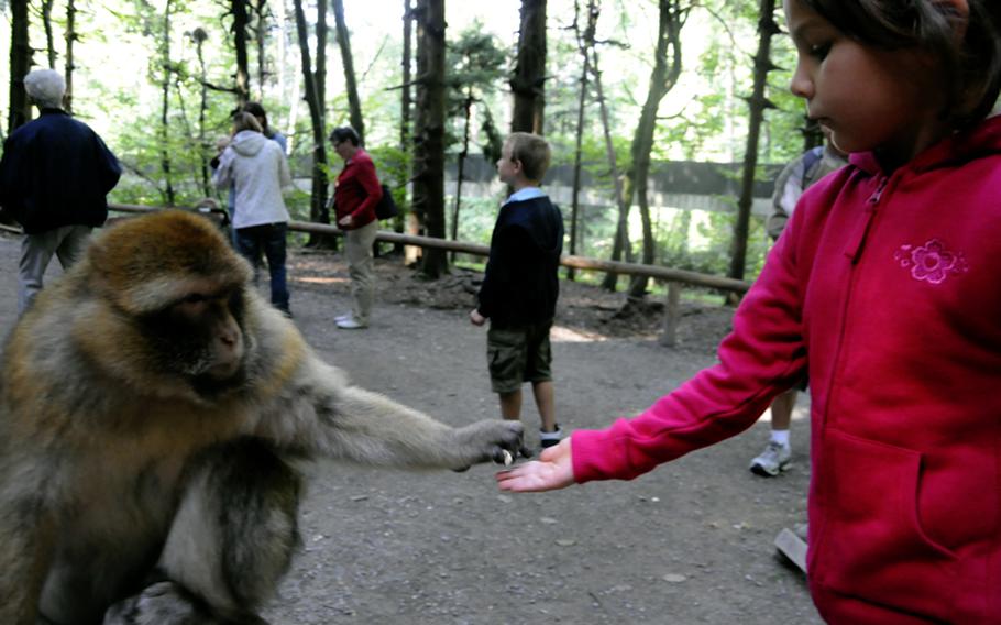 Anna Barse, 6, feeds popcorn to a Barbary macaque in Affenberg Salem, Germany. "He likes popcorn a lot," she said."I like popcorn too. I must be a monkey."