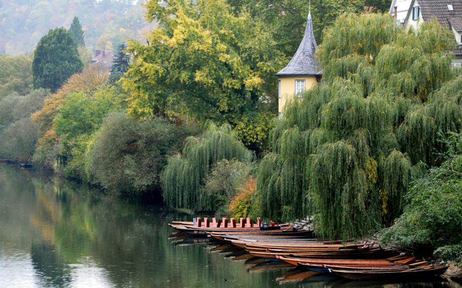 Long flat-bottom boats known as Stocherkähn line the riverbank where the Neckar river runs through the center of Tübingen.