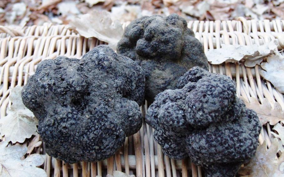 Truffles are known as black diamonds and fetch a hefty price. At least year's truffle market in Richerenches, France, they sold between 150 euros and 230 euros a kilogram, depending on the quality.