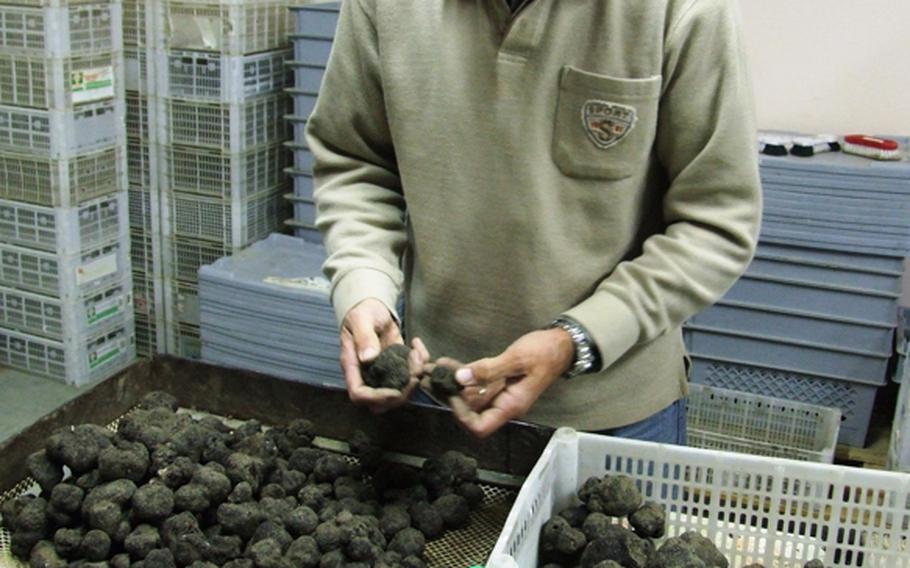 Truffles are sorted by size and quality. Last year the best quality was selling for up to 230 euros per kilogram.