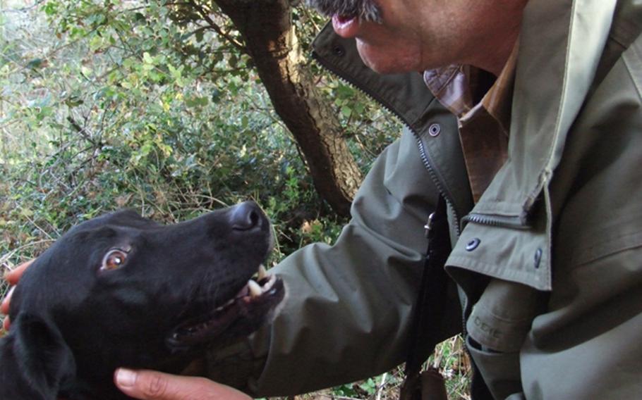 Christian Allegre congratulates his truffle dog, Chou Chou, after the black Lab sniffed out the site of truffles. Allegre digs up the valuable fungi while Chou Chou goes off in search of more.