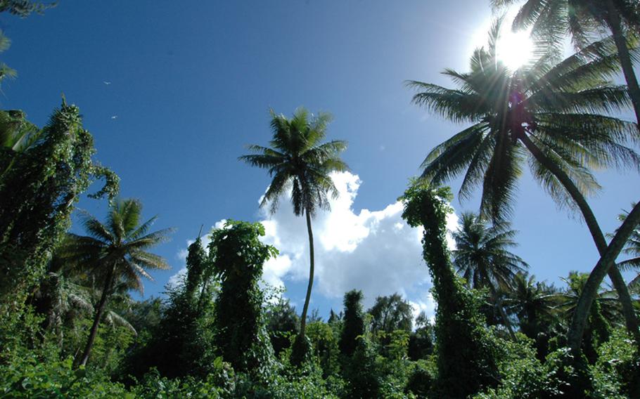 The lush vegetation on Cocos Island near Guam.