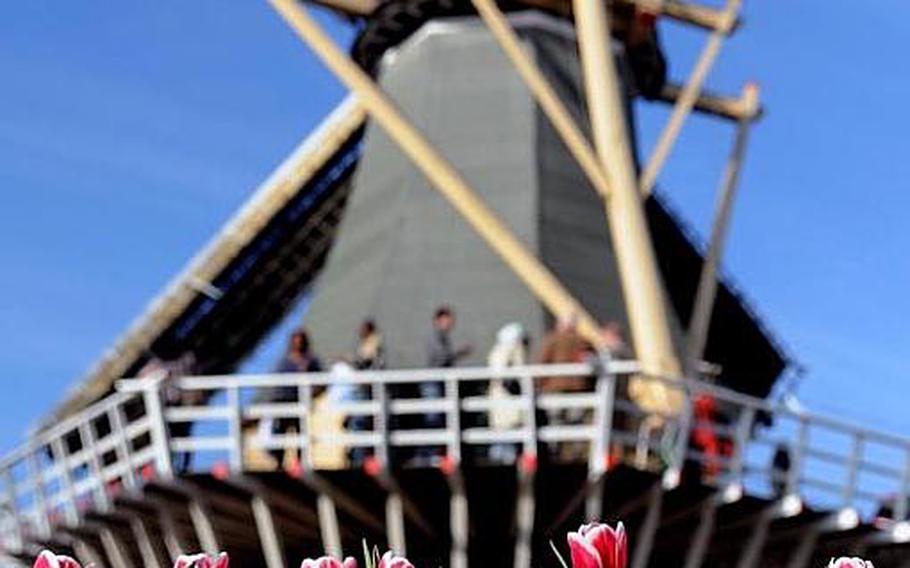 Potted tulips bloom in front of Keukenhof's windmill. A lot of the plants were not in bloom when the park opened, but enough were to satisfy flower lovers' hearts. And more are on the way between now and May 20.
