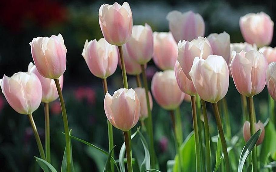 The sun, shining from behind,  makes a group of pink tulips glow at Keukenhof.