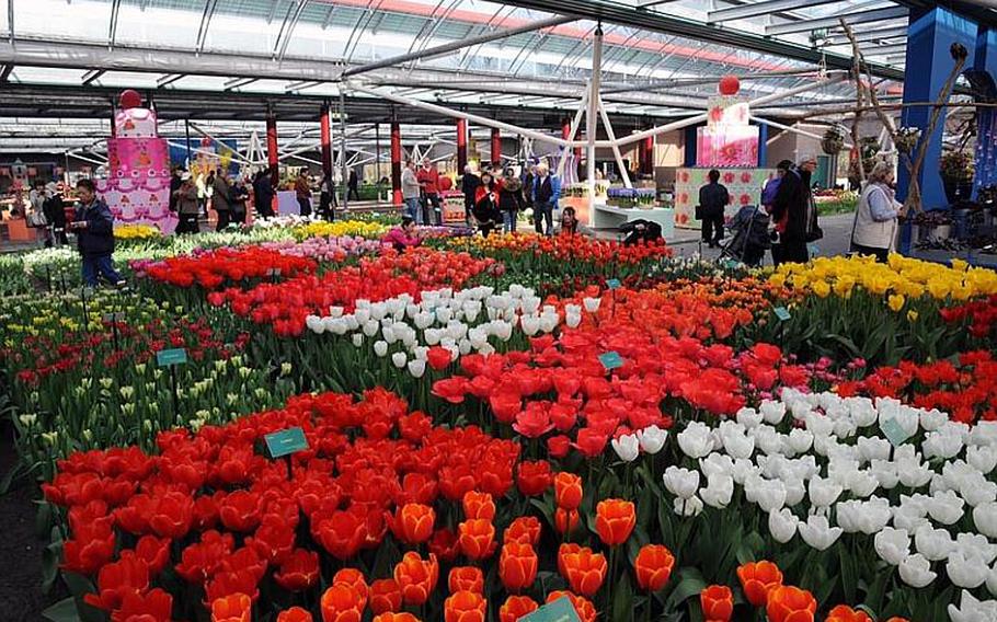 Although there was still a lot of green outside on opening day 2011, inside the Willem Alexander Pavilion thousands of colorful tulips and daffodils were abloom.