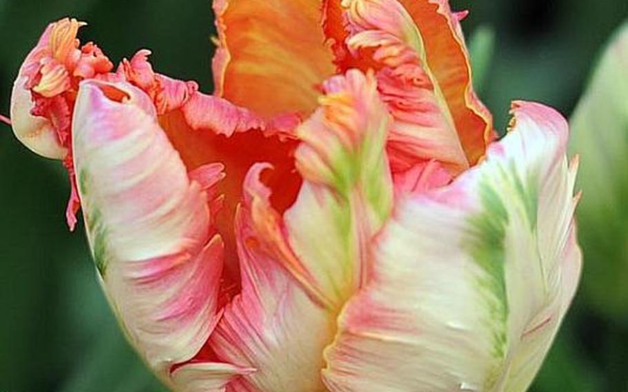 A blooming tulip inside the Willem Alexander Pavilion is a swirl of colors.