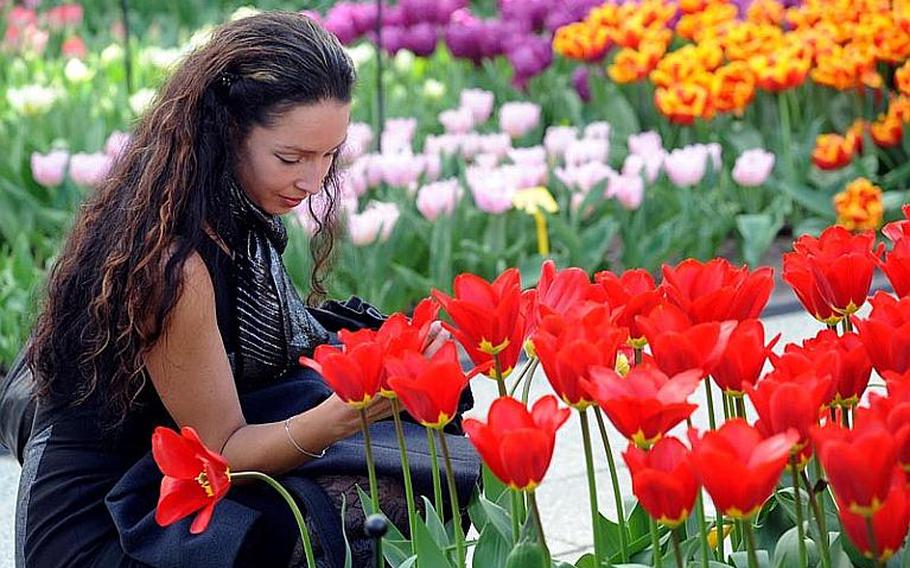 A visitor gets a closer look at a tulip inside the Willem Alexander Pavilion at Keukenhof.