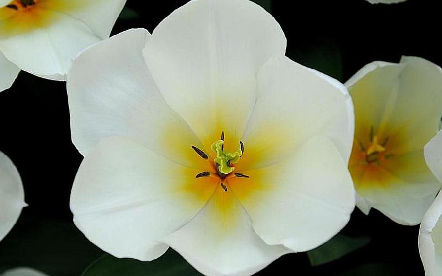 A beautiful Purissima tulip, blooming at Keukenhof, truly deserves its name. The Purissima is fragrant with clear, white petals highlighted with a yellow center and base. 