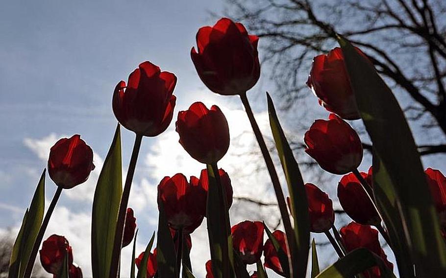 A group of tall red tulips appear to be reaching toward the spring sun.