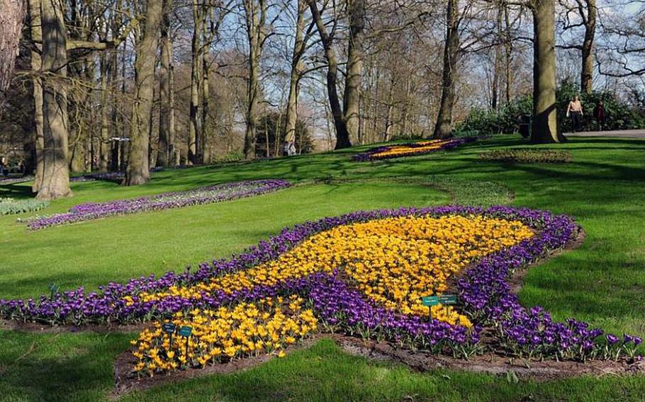 A group of two colors of crocuses froms a tulip on a bed of grass.
