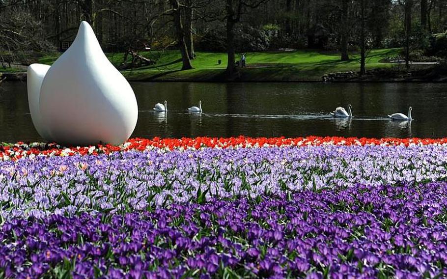 Two pairs of swans swim past blooming flowers and a sculpture at Keukenhof, Holland's famous flower gardens.