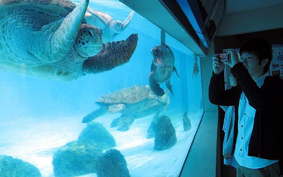 The Sea Turtle Pool at Okinawa?s Churaumi Aquarium has an aboveground viewing platform as well as an underground viewing room allowing visitors to really appreciate their underwater antics.