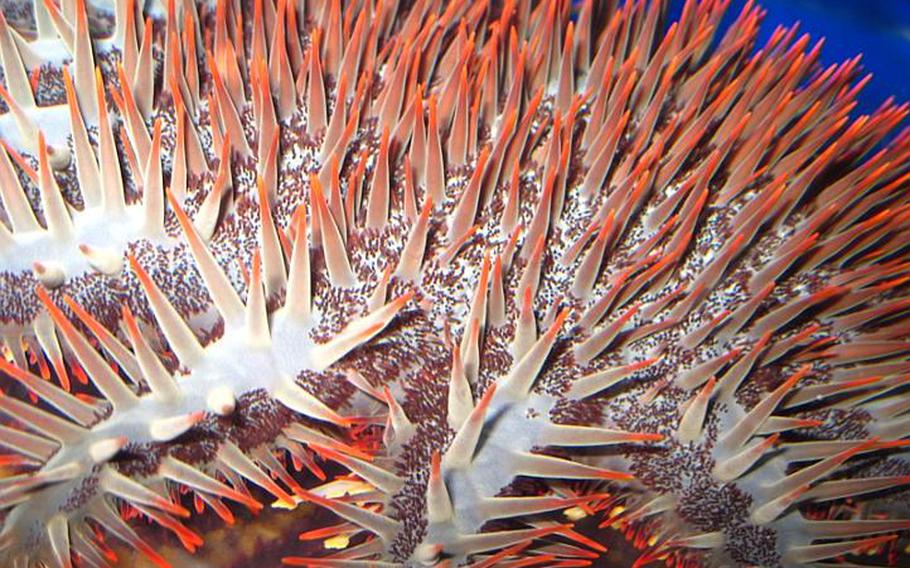 Churaumi Aquarium features many strange inhabitants such as the Crown of Thorns starfish, which is a threat to many coral reefs around the world. The starfish feeds on coral polyps and in some areas of the world have been blamed on widespread coral reef destruction