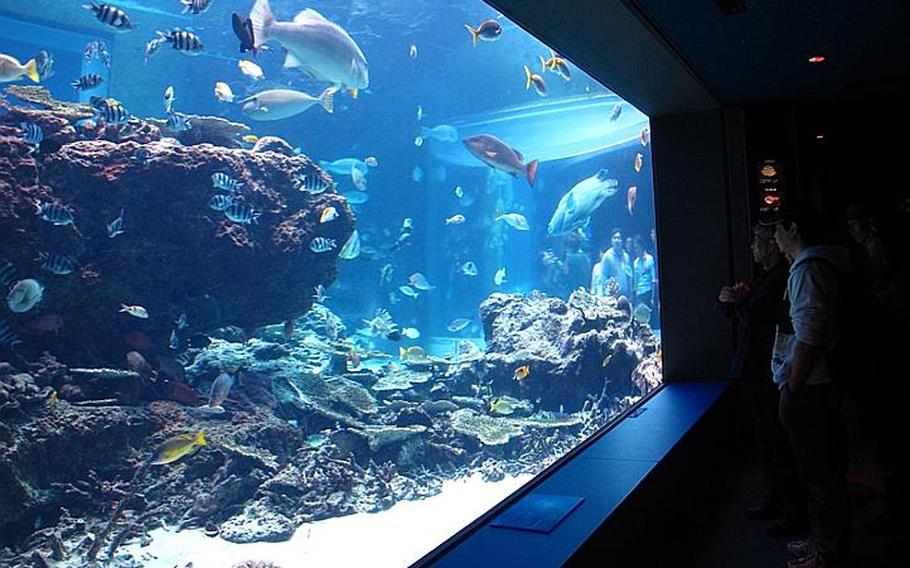A coral reef exhibit houses fish species, some of which are common throughout the coral reefs around Okinawa.