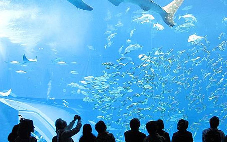 The main attraction at the Okinawa Churaumi Aquarium is the Kuroshio Sea tank. In the tank are whale sharks, manta rays and many other types of fish. It is one of the largest tanks in the world.