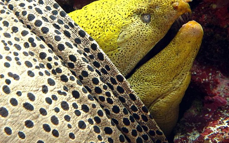 A large moray eel is a resident of one of the 77 tanks at the aquarium. Sea water for the aquarium is pumped directly from the ocean about 3,400 yards offshore from a depth of about 60 feet.