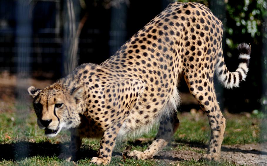 A cheetah watches children walk by its enclosure at the zoo and botanical garden. The park also has lions, jaguars, tigers and many other beast of prey.