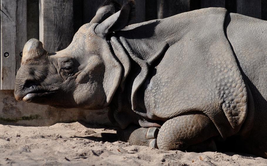 An Indian rhinoceros bask in the sun . Indian rhinos are endangered with about 2,400 left in the wild, according to signs near their enclosure in the park.