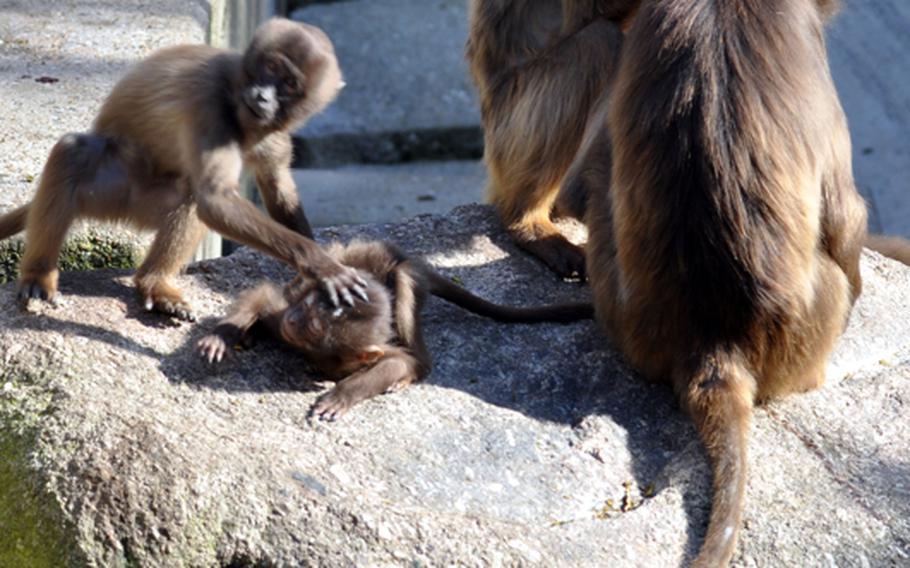 The park is home to a band of about 32 Gelada baboons. Geladas are an endangered species.