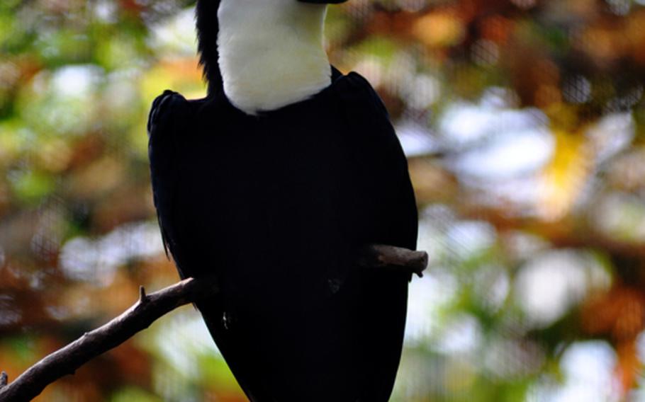 A toucan perches in the Amazon House at the Stuttgart park.