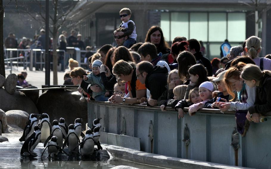 Visitors watch black-footed penguins at the zoological and botanical garden. Although they were all born in Europe, their reproductive rhythm follows the seasons of their native Southern Hemisphere.