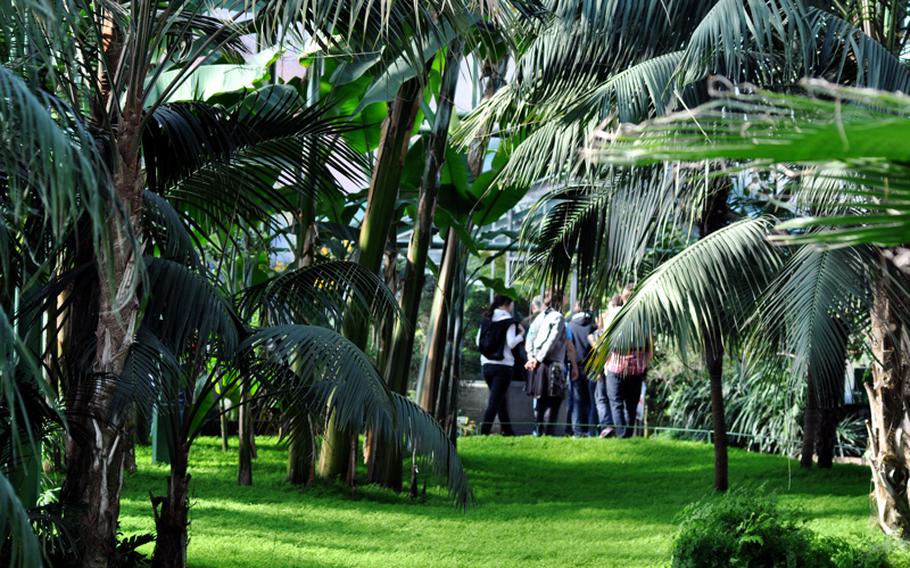 Tree ferns and palm trees  line the paths through the Fern Cupola House at the Wilhelma Zoological and Botanical Garden. Plants like these have been around since the age of dinosaurs.