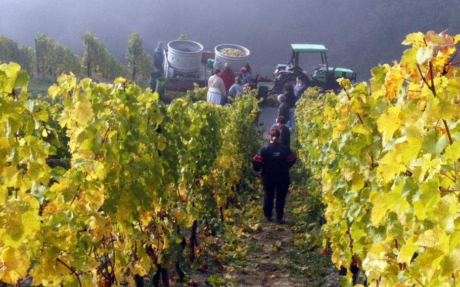 Workers harvest Riesling grapes at the Hendelberg vineyard near Hallgarten, Germany.