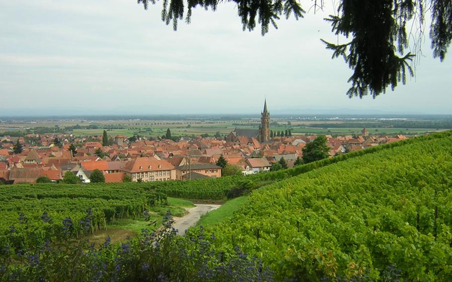 Rows and rows of grapes cover the hills above Dambach-la-Ville, France. The vineyards at the top of the hill are among those in Alsace that have marked trails, often with explanatory signposts leading through the rows so visitors can get an up-close look at how the grapes develop.