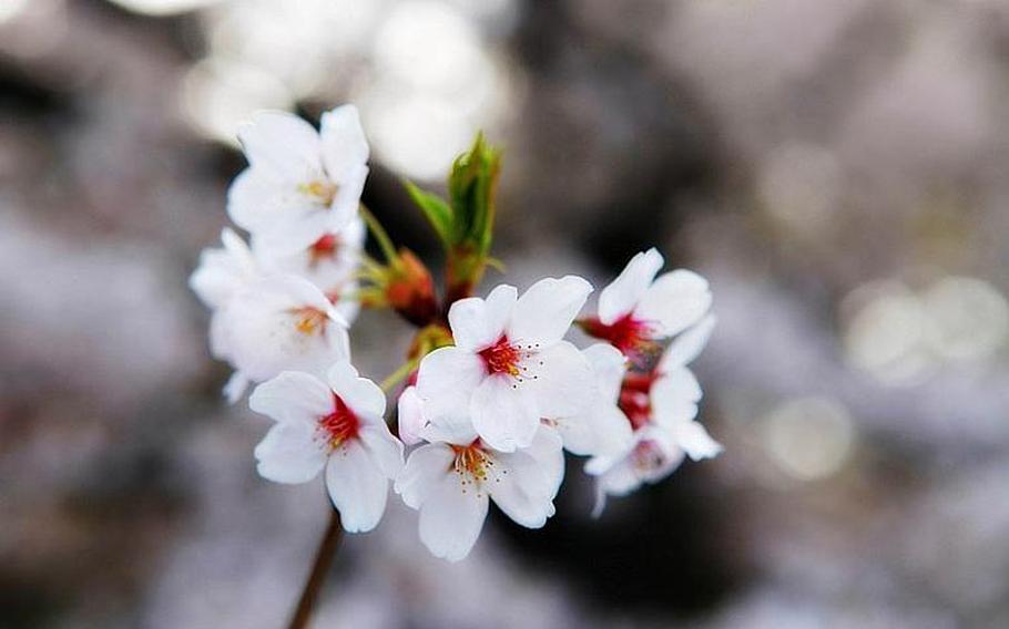 Cherry blossoms blooming in Yoyogi Park, Tokyo, in 2011. 