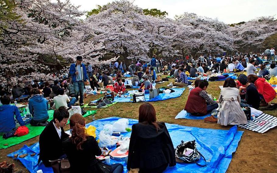 During a previous bloom, there were plenty of blue tarps spread across the open fields overlooking the beautiful cherry blossoms at Yoyogi Park as large crowds still came out to celebrate hanami, Japan's annual cherry blossom viewing celebration.
