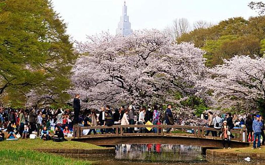 Crowds flocked to Yoyogi Park in central Tokyo during in early April to view the cherry blossoms.