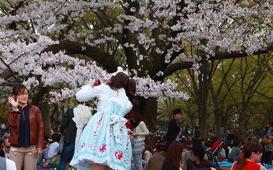 A young girl poses in front of cherry blossoms in full bloom at central Tokyo's Yoyogi Park in early April. Thousands were gathered in the park to enjoy hanami.