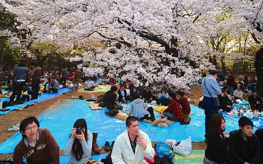 Thousands of people gathered in central Tokyo's Yoyogi Park to enjoy hanami.