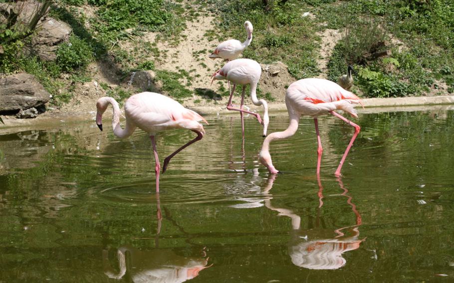 Flamingos, storks and other birds are among the wildlife attractions at the gardens.