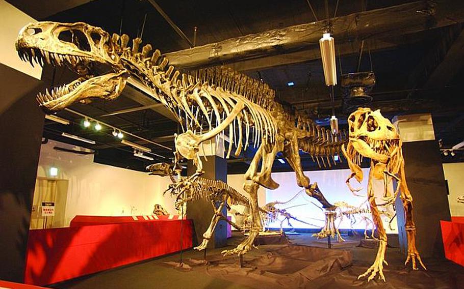 A nearly 40-foot-tall Acrocanthosaurus atokensis, center, the largest animal-eating dinosaur in the Cretaceous Period; the Bactrosaurus johnsoni, left; and Gorgosaurus libratus, right, are on display at Tokyo Tower Exhibition Hall through June 12. THE DINOSAURS EXHIBITION AT TOKYO TOWER: ends June 12, 10 a.m.-6 p.m.; exhibition of Plateosaurus engelhardti, discovered in Germany, Tuojiangosaurus multispinus and Szechuanosaurus zigongensis, discovered in China, and others from collection of Fukui Prefectural Dinosaur Museum, including 80 fossils, 25 skeletal structures and reconstructed biological models; Tokyo Tower Exhibition Hall (1st floor); 1,000 yen adults, 500 yen children; five-minute walk from Akabanebashi Station on Oedo-Line or a seven-minute walk from Kamiyacho Station on Hibiya-Line; 03-5159-5895. 