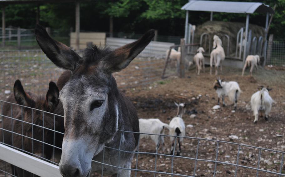 Farm animals, including a donkey and a small herd of goats, who live in areas behind Gelindo dei Magredii Ristorante, are happy to see visitors -- especially if they think there's some food involved. The family-owned restaurant is part of a sprawling complex outside the town of Vivaro, Italy,  that includes facilities for camping, organic crops, a horse riding school and farm memorabilia.