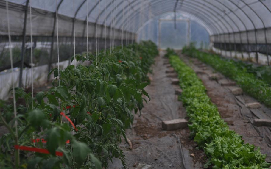A few greenhouses on the Gelindo dei Magredi farm produce organically grown vegetables that eventually make their way onto the plates of customers at the restaurant located on the farm.