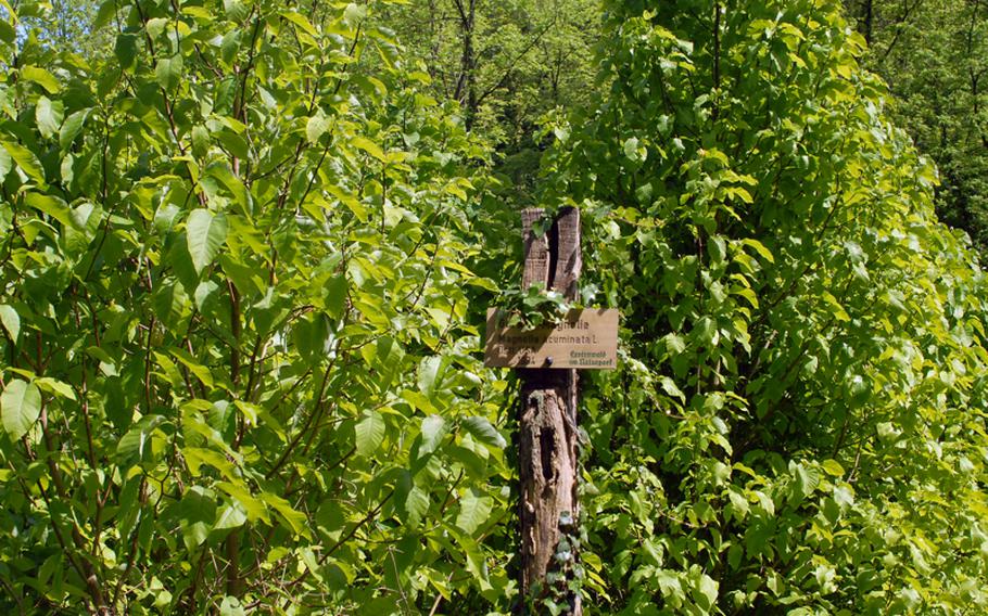 The Exotenwald in Weinheim, Germany, has a stand of magnolia trees marked by a sign. The trees, which have already  finished blooming this spring, and a burst of color to the park.