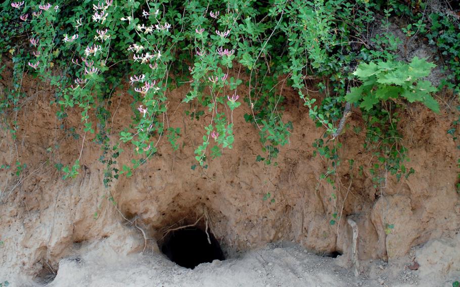 The Exotenwald is home to birds and small animals as well as a variety of trees. This fox hole serves indicates the home of at least one of the woods&#39; residence.