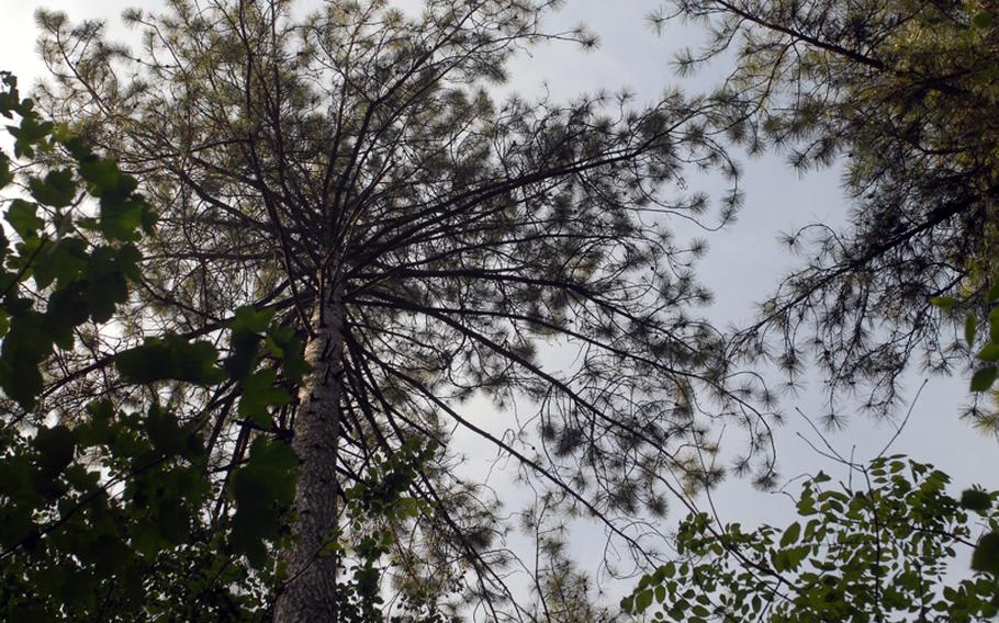 Corsican pines, one of many types of pines in the Exotenwald, were planted in 1881.