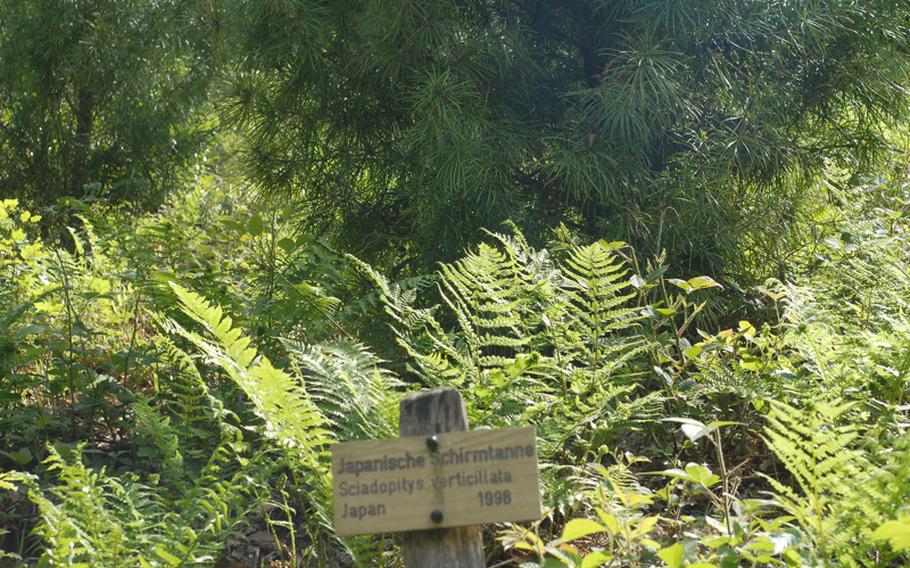 Signs in the Exotenwald identify trees in German and Latin.?