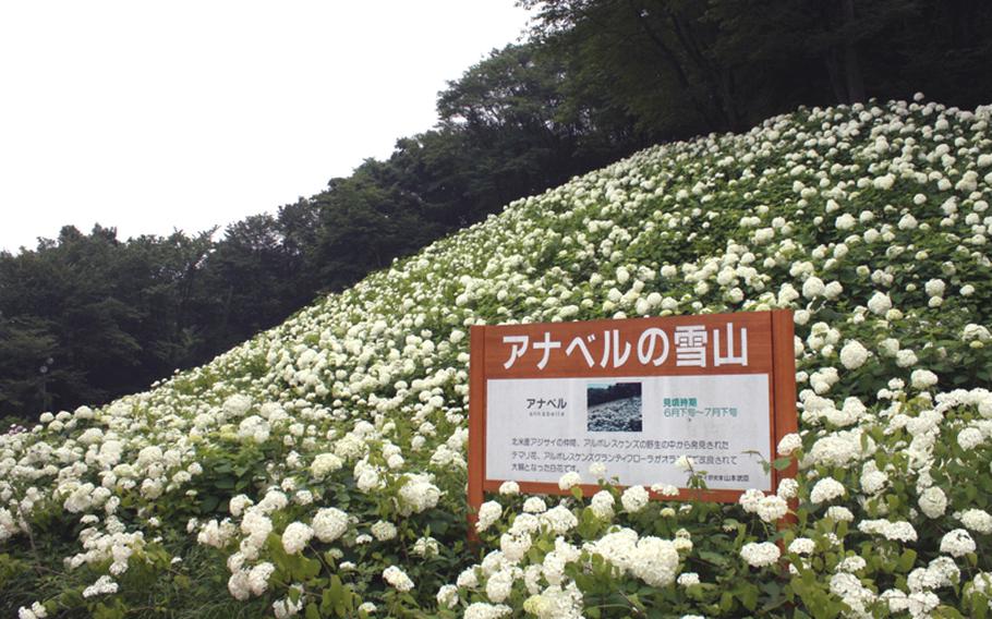 Visit the hydrangea garden at Tokyo Summerland now through July 10. 