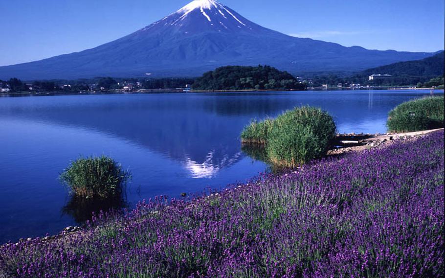 June 17-July 10, see more than 100,000 lavender plants near scenic Mount Fuji June 17-July 10 at Lake Kawaguchi Herb Festival.