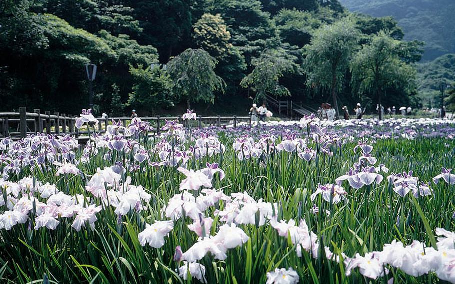 Now through June 30, visit Yokosuka Iris Garden, which boasts 412 varieties and 170,000 irises in the 3.8 hectre site. The garden is the largest iris garden in the Orient. In addition to iris, it has wisterias, hydranges and rhododendrons. It is located at Kinugasa district of Yokosuka City.