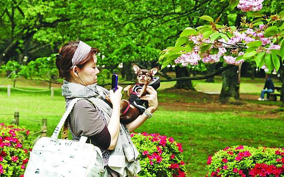 A woman uses some Yoyogi Park blossoms as background for her cell phone picture of her dog.