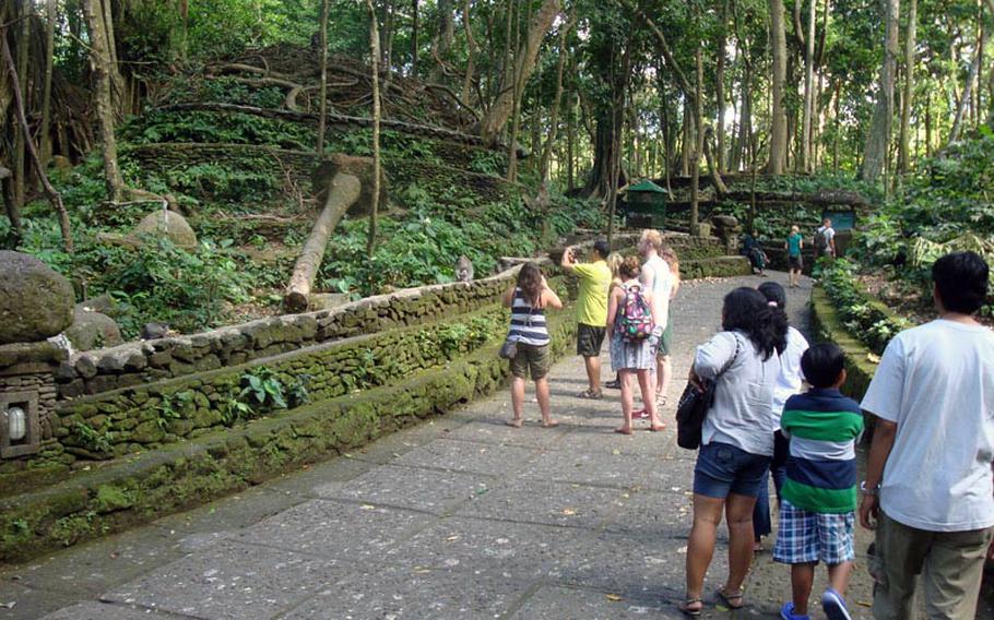 Visitors stroll through the Monkey Forest in Ubud, a town on the Indonesian island of Bali, where monkeys roam free and interact with tourists - sometimes in hostile ways.