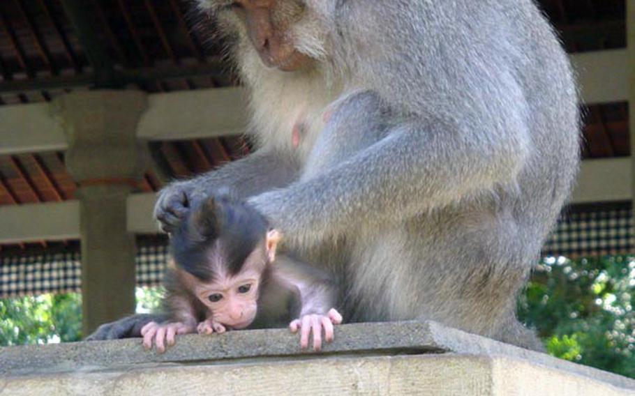 An adult monkey tends to a baby at the Monkey Forest in Ubud, on the Indonesian island of Bali. Stars and Stripes reporter Jon Rabiroff believes it was this monkey who later bit him as Rabiroff made friends with a few baby monkeys.