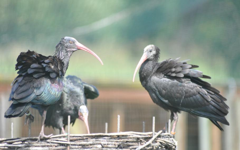 Hermit ibises sit on a nest at the Oasi dei Quadris nature preserve outside of Fagagna, Italy. The center is a refuge for endangered birds such as the ibis and white stork. It is open to visitors on Sundays from late March through October.