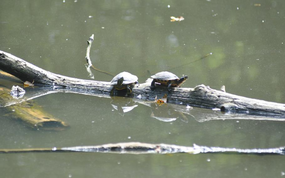 Birds aren't the only creatures that call the Oasi dei Quadris nature preserve home. There's also a small aquarium with freshwater fish and a small lake that serves as the home for these turtles.  